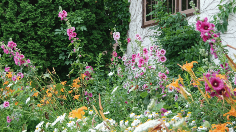 Old-Fashioned Prairie Garden Flowers That Still Belong Here